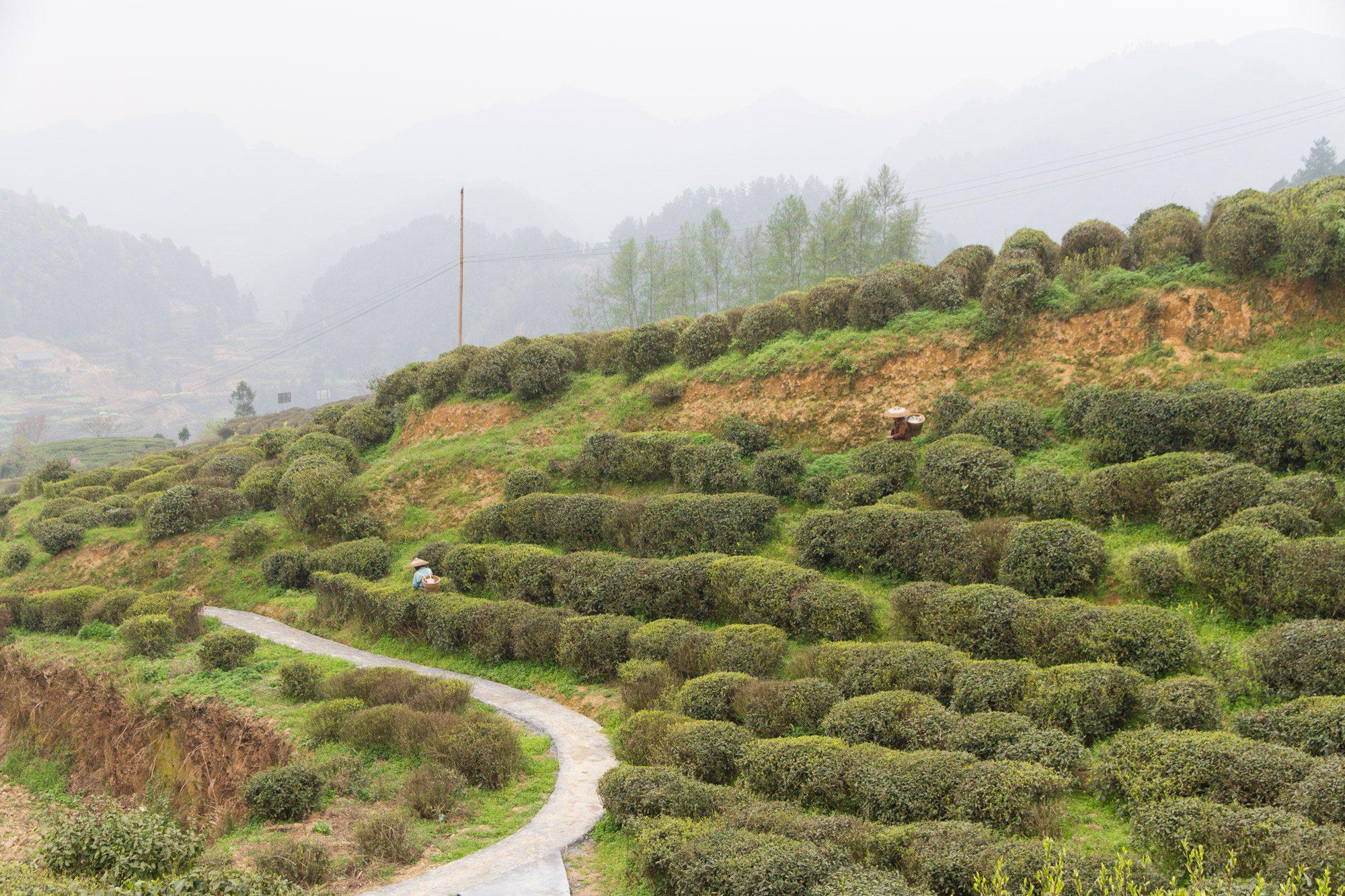 Fair Trade Organic Oolong Tea